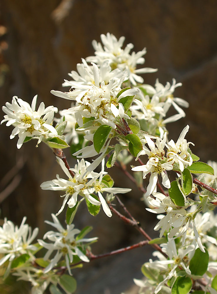 Amelanchier ovalis/Pero corvino